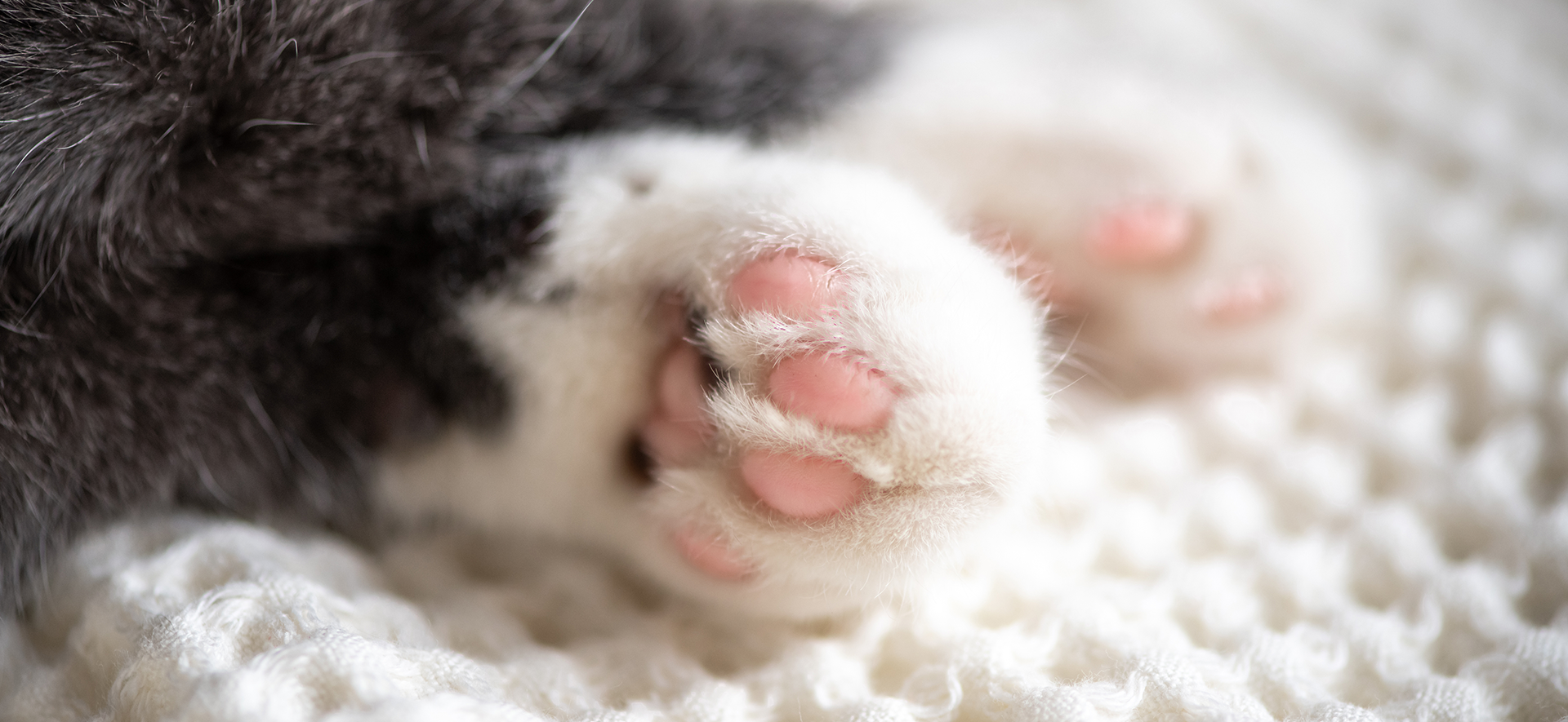glándulas sudoríparas en gatos
